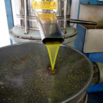 Olio di oliva prodotto dai Volontari di Strada (foto 2)